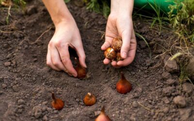 2c – sadzenie cebulek wiosennych kwiatów