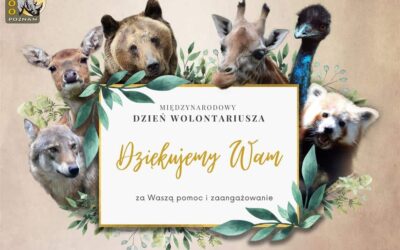 Dzień Wolontariusza